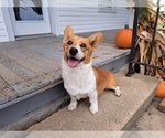 Puppy Dolly Pembroke Welsh Corgi