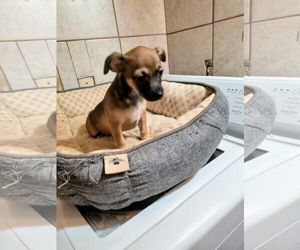 Medium Photo #1 Chihuahua-Unknown Mix Puppy For Sale in Grafton, WI, USA