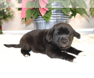 Shiba Inu-Siberian Husky Mix Puppy for sale in SHILOH, OH, USA