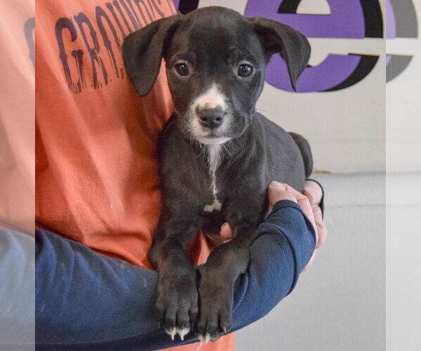 Medium Photo #4 Border Collie-Unknown Mix Puppy For Sale in Huntley, IL, USA