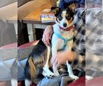 Small #10 Border Collie-Rat Terrier Mix