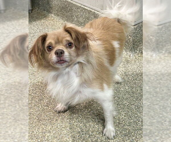 Medium Photo #4 Papillon-Unknown Mix Puppy For Sale in Corona, CA, USA