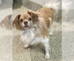 Small #3 Papillon Mix