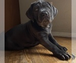 Puppy Lavendar Cane Corso
