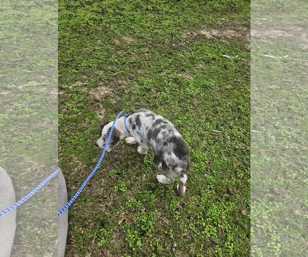Medium Photo #20 Australian Shepherd-Unknown Mix Puppy For Sale in Wakefield, RI, USA