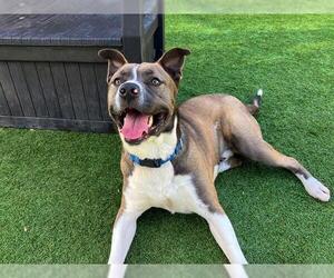 Mutt Dogs for adoption in Orange, CA, USA