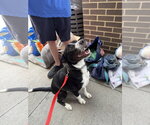 Small #2 American Staffordshire Terrier-Border Collie Mix