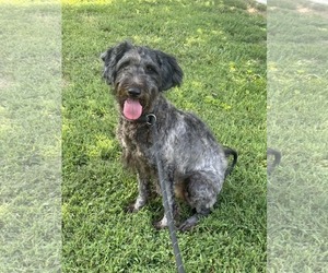 Poodle (Miniature)-Unknown Mix Dogs for adoption in Westwood, NJ, USA