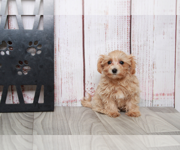 Medium Photo #1 Maltipoo Puppy For Sale in MARIETTA, GA, USA
