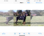 Small Doberman Pinscher