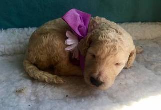 Poodle (Standard) Puppy for sale in HUBERT, NC, USA