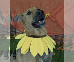 Bubblegum - Female Labrador Retriever-Unknown Mix Dog for Adoption - Photo #2