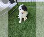 Puppy Veronique Sheepadoodle