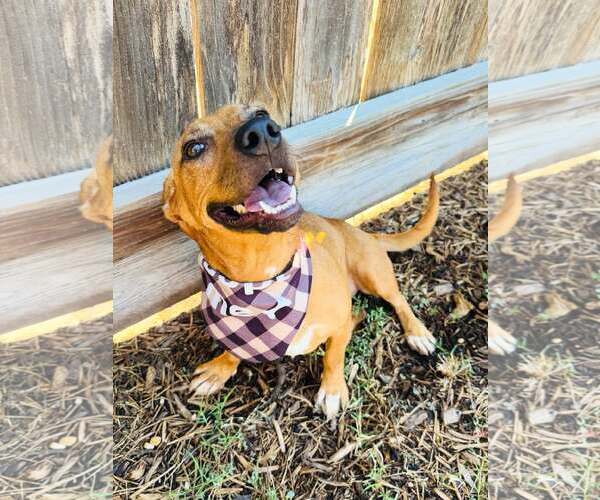 Medium Photo #1 Chiweenie Puppy For Sale in Houston, TX, USA