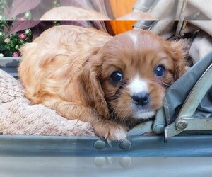 Cavalier King Charles Spaniel Puppy for sale in KEYSVILLE, VA, USA