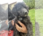 Small Photo #4 Goldendoodle Puppy For Sale in SPOKANE, WA, USA