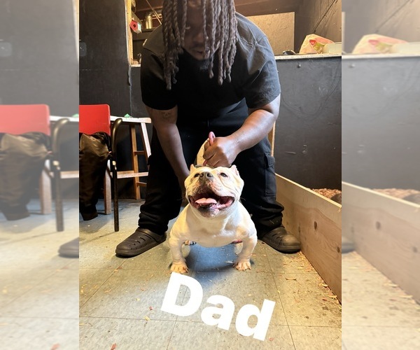 Medium Photo #1 American Bully Puppy For Sale in DETROIT, MI, USA