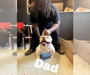 Father of the American Bully puppies born on 09/17/2025