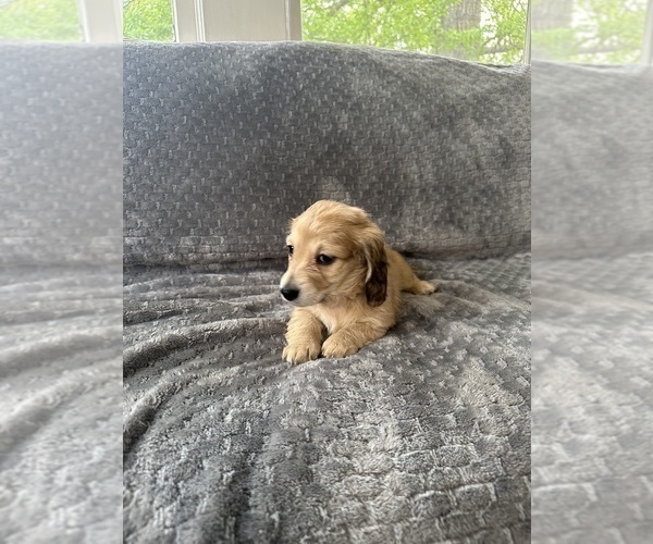 Medium Photo #21 Dachshund Puppy For Sale in MEMPHIS, TN, USA