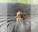 Small #20 Dachshund