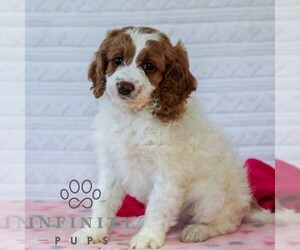 Goldendoodle (Miniature) Puppy for sale in LITITZ, PA, USA