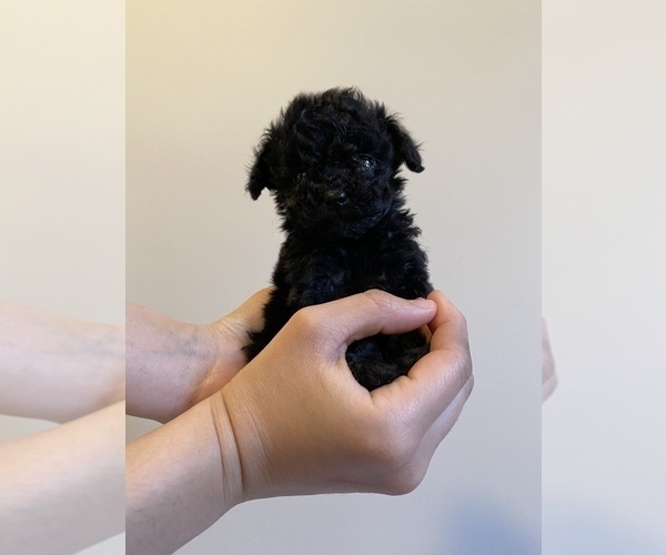 Medium Photo #12 Poodle (Miniature) Puppy For Sale in JERSEY CITY, NJ, USA