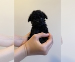 Small Photo #12 Poodle (Miniature) Puppy For Sale in JERSEY CITY, NJ, USA