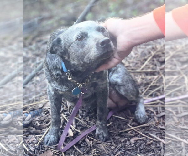 Medium Photo #2 Mutt Puppy For Sale in Paso Robles, CA, USA