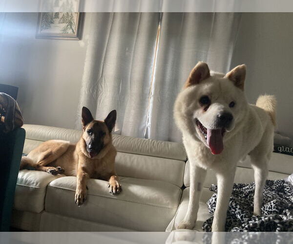 Medium Photo #3 Samoyed-Unknown Mix Puppy For Sale in Brewster, NY, USA