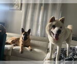 Small #2 Samoyed Mix