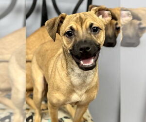 Chug Dogs for adoption in Jefferson, NJ, USA