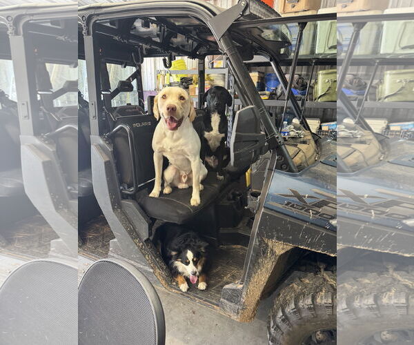 Medium Photo #7 Labrador Retriever-Unknown Mix Puppy For Sale in The Woodlands, TX, USA