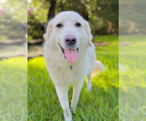 Medium Photo #5 Great Pyrenees Puppy For Sale in Spring, TX, USA