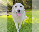 Small #4 Great Pyrenees