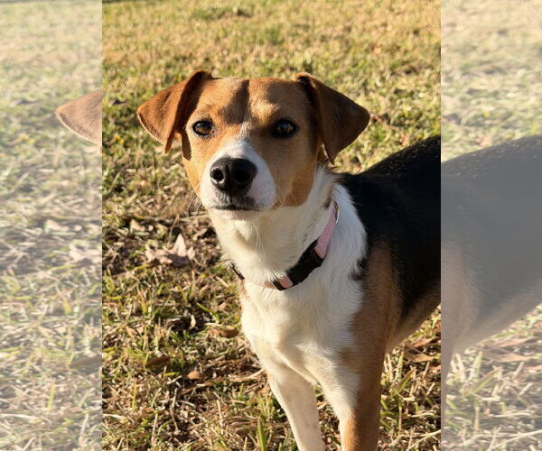 Medium Photo #1 Beagle Puppy For Sale in Tampa, FL, USA