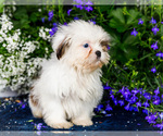 Small #1 Shih Tzu