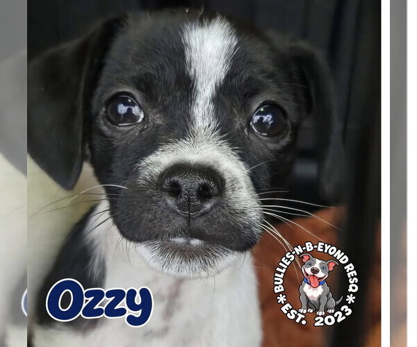 Medium Photo #3 Ratshi Terrier Puppy For Sale in Omaha, NE, USA