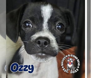 Ozzy - Male Ratshi Terrier Dog for Adoption - Photo #3