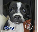 Small Photo #3 Ratshi Terrier Puppy For Sale in Omaha, NE, USA