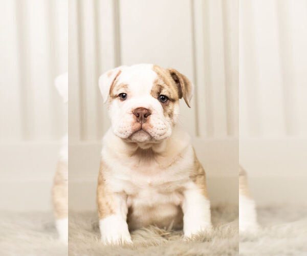 Medium Photo #5 Bulldog Puppy For Sale in WARSAW, IN, USA