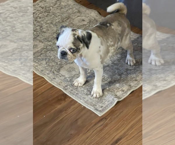 Medium Photo #1 Pug Puppy For Sale in LEEDS, NY, USA