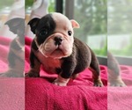 Small Photo #15 Bulldog Puppy For Sale in BRANDON, FL, USA