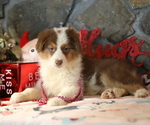 Small #3 Australian Shepherd