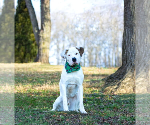 Medium Photo #13 Mutt Puppy For Sale in Unionville, PA, USA
