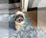 Small #2 Shih Tzu Mix