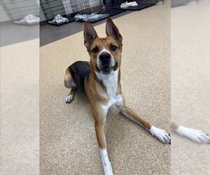 Boxita Dogs for adoption in Palmer, AK, USA