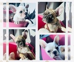 Small Photo #1 French Bulldog Puppy For Sale in YUCCA VALLEY, CA, USA