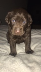 Labrador Retriever Puppy for sale in AMERICUS, GA, USA