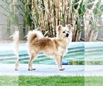Small Chihuahua