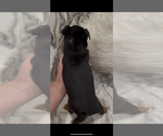 Small #3 Jack Russell Terrier